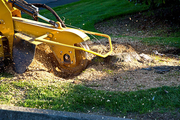 Why Choose Our Tree Removal Services in Lofall, WA?